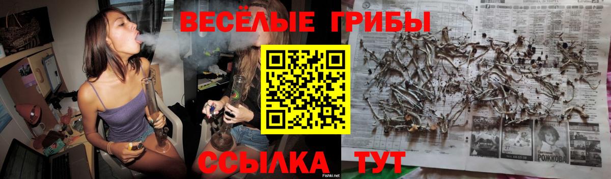 Боровичи  Псилоцибиновые грибы прущие грибы  Вход с VPN  Галлюциногенные грибы Psilocybine cubensis 